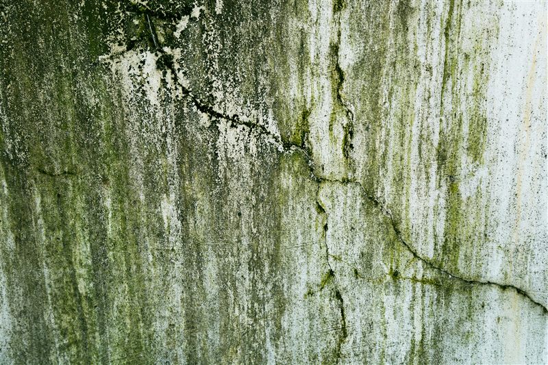 Mold and algae growth on exterior house wall in New Jersey