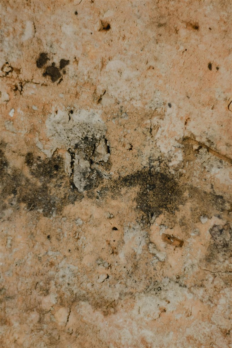 Organic mold and biological growth on exterior stone surface NJ