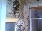 Mold on a wall.