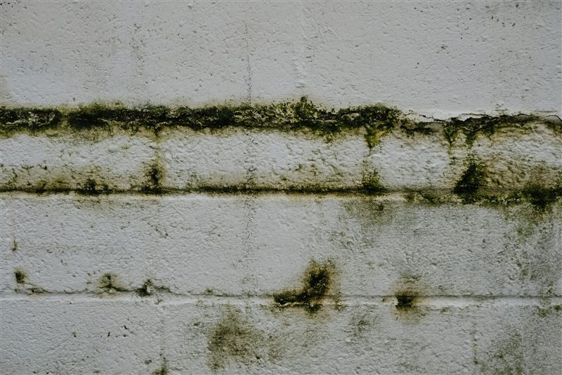 Mold and green growth on wall surface in a New Jersey home