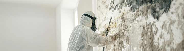 Mold Cleanup Services New Jersey NJ
