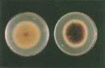 ASPERGILLUS